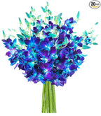 KaBloom - Bouquet of 20 Fresh Blue Dendrobium Orchids without vase - Fresh Flowers for Birthday, Valentine's & Mother's Day