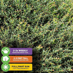 Dwarf Yaupon Holly Live Plant - Ilex by Wellspring Gardens - Caffeinated Tea Starter Plant - Outdoor Shrub Collection Garden and Landscape Decor - Perfect for Landscaping with Dwarf Shrubs and Bushes