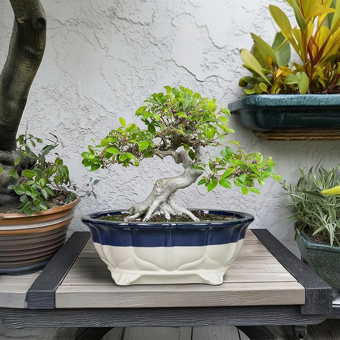11 Inch Succulent Planters - Ceramic Bonsai Pots with Drainage Hole, Bonsai Planter for Indoor Outdoor Plants, Large Shallow Planter, Patio Garden Decor, Gifts for Plant Lover, Oval Beige-Blue