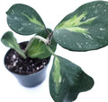 Hoya Obovata Variegated Live Houseplant 4" Pot Easy Care pet Friendly Plant - Variegations Vary from one Another - Ships from California
