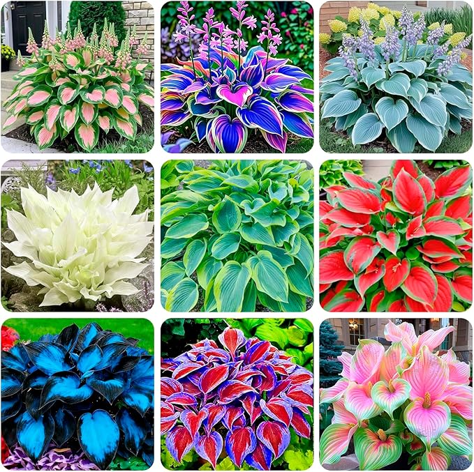 310+ USA Premium Rare Hosta Flower Seed for Planting Outdoors Garden Home Beauties