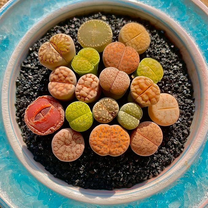 Lithops Succulent Plants Live – 0.6-0.8" 100 Pcs Rare Living Stones Mix, Succulents Bare Root Without Pot & Soil, Easy-Care Indoor Office Desk Decoration, Unique Plant Gifts for Succulent Lovers