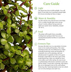 American Plant Exchange Live Dwarf Jade Tree, Miniature Bonsai Tree, Plant Pot for Home and Garden Decor, 6" Pot