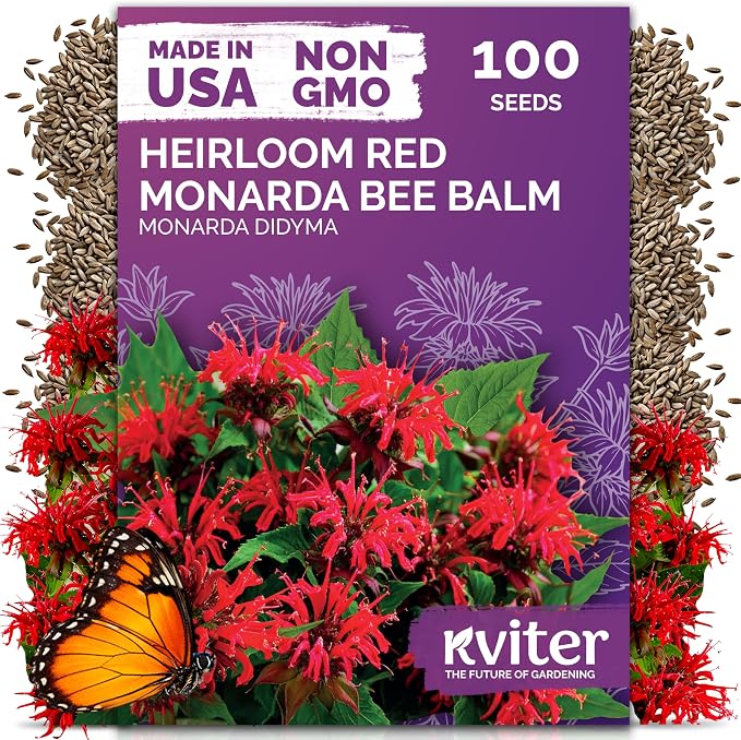KVITER 100 Red Bee Balm Seeds Perennial (Monarda Didyma) – Wild Bergamot, Pollinator Magnet, Heirloom & Non GMO – Perennial Flower Seeds to Plant Outside, Perfect for Butterfly Gardens & Borders