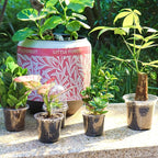 Bonviee 36 Packs 3.5/4/5 Inch Clear Nursery Pots with Humidity Domes, Variety Sizes Seed Starting Pots with Drainage Holes, Transparent Garden Containers for Succulents, Flowers and Cactus-Clear