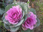 Seeds Flowering Kale Cabbage Ornamental Decorative Large-Leaved Mix Beatiful Cut Flowers for Planting Non GMO