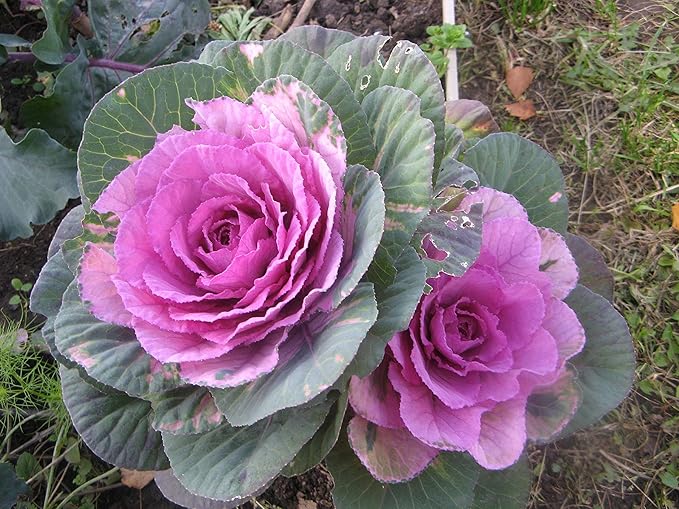 Seeds Flowering Kale Cabbage Ornamental Decorative Large-Leaved Mix Beatiful Cut Flowers for Planting Non GMO
