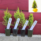 Lemony Christmas Tree. Lemon Cypress 'Goldcrest' (Cupressus Macrocarpa) - Vibrant Yellow-Green Foliage, Citrus Scent, Indoor/Outdoor (4 Cypress-Lemon Cups)
