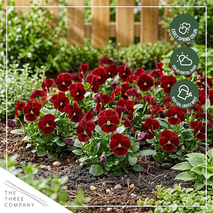 Live Healthy Flowering Pansies - Red Blotch (4 Plants Per Pack), Beautiful Winter Color, 6" Tall by 4" Wide in 1 Pint Square Pot