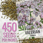 Seed Needs Valerian Seeds for Planting Stink Root Plants - Non-GMO Heirloom & Untreated Perennial Medicinal Herb Seed to Plant a Home Grown Outdoor Garden (2 Packs)