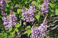 Proven Winners - Syringa x hya. Scentara Double Blue (Lilac), Shrub, Lavender-Blue Flowers, #3 - Size Container