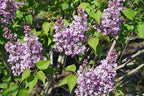 Proven Winners - Syringa x hya. Scentara Double Blue (Lilac), Shrub, Lavender-Blue Flowers, #3 - Size Container