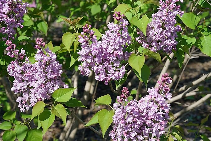 Proven Winners - Syringa x hya. Scentara Double Blue (Lilac), Shrub, Lavender-Blue Flowers, #3 - Size Container