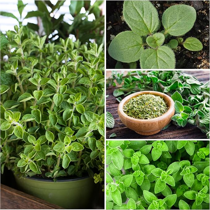 Seed Needs Sweet Marjoram & Italian Oregano Seeds for Planting Fresh Kitchen Herbs - Non-GMO Heirloom & Untreated Perennial Herb Seed to Plant a Culinary Garden Indoors or Outdoors (2 Pack Duo)