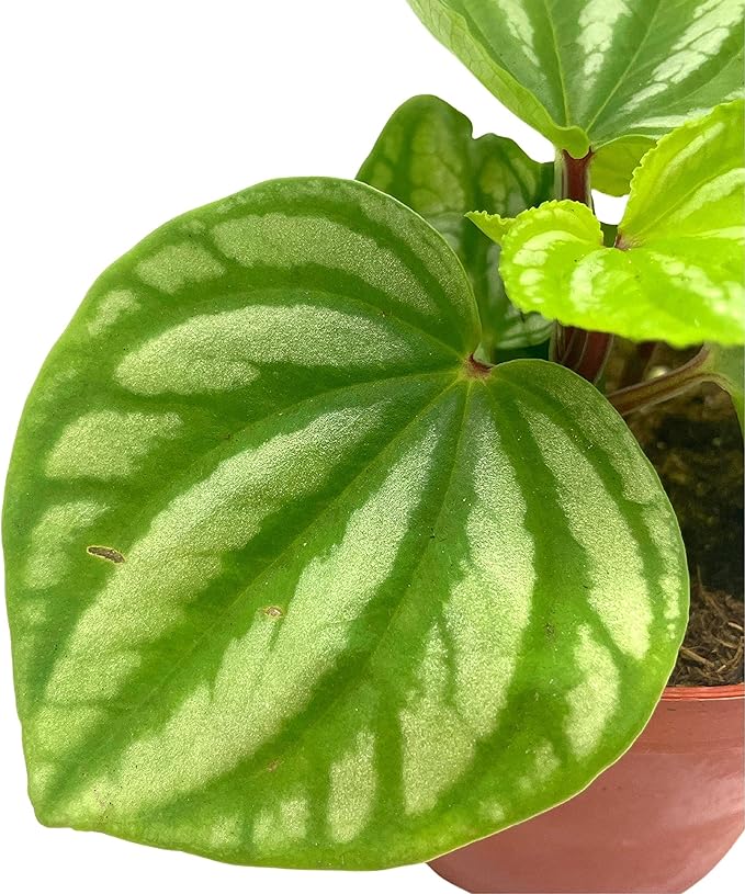BubbleBlooms Peperomia Ecuador, 4 inch, Rare Pep Argyreia, Exotic House Plant