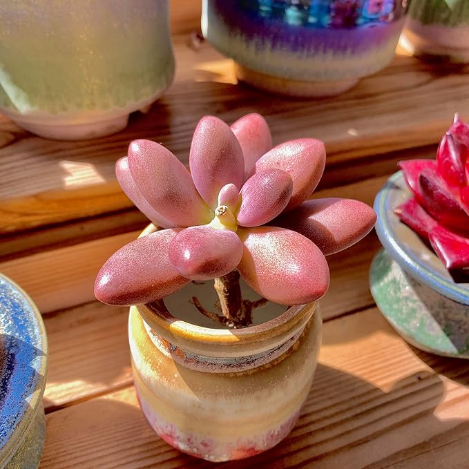Live Succulents Plants Pachyveria Sugar Beauty 2 inches,Rare red Succulents Bare Root Without Pot Soil, Live Plants Indoor Office Decoration Wedding and Gift