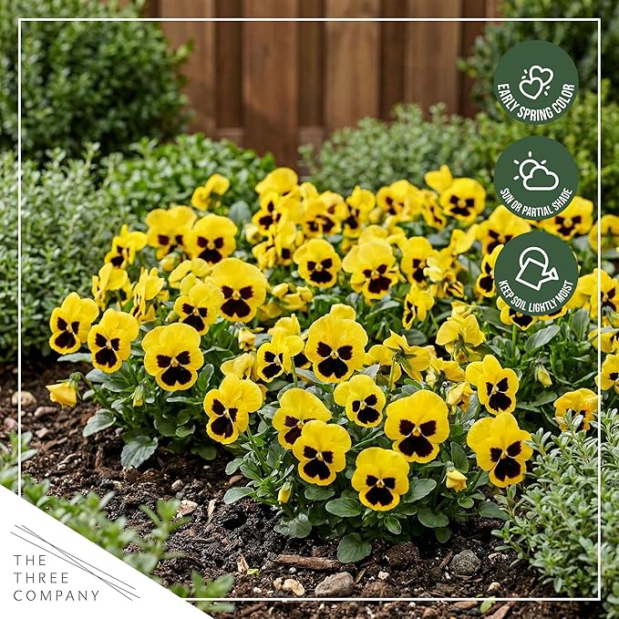 Live Healthy Flowering Pansies - Yellow Blotch (4 Plants Per Pack), Beautiful Winter Color, 6" Tall by 4" Wide in 1 Pint Square Pot