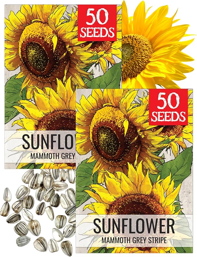 Seed Needs Mammoth Grey Stripe Sunflower Seeds for Planting - Heirloom & Open Pollinated Flower Seed to Plant an Outdoor Butterfly Garden (2 Packs)