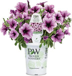 Proven Winners® Petunia Plant - Supertunia Bordeaux - 4 Pack - Annual Flower for Spring & Summer Blooms - 6" Tall x 6" Wide, 1.56 Pt Pot