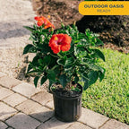 Costa Farms Hibiscus Live Plant - 36" Tall Flowering Bush, Tropical Houseplant or Outdoor Garden Plant - Vibrant Blooms, Grower's Choice