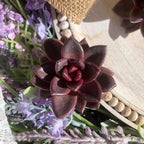 Live Succulent with Gardening Tools – Echeveria Night Phantom, Small Low-Maintenance Houseplant for Indoor & Outdoor