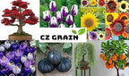 Purple Lilac Seeds for Planting - 50 Seeds - Stunning Purple Flowers, Great for Landscaping or Bonsai Specimen
