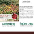 Southern Living 2 Gal. Blush Pink Nandina Shrub