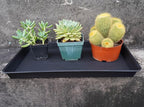 VUWEZ 4 Pack Plant Growing Nursery 1020 Trays, Plant Saucer Tray, Heavy Sturdy Seed Starting Trays, Plant Saucer for Indoors No Holes, Seed Starter Growing Tray (22"x11.2", Black)