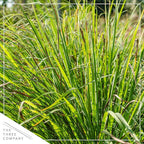 Live Healthy Lemongrass (2 Plants Per Pack) - Wards Off Pests - Natural Mosquito Repellant - Healthy and Fragrant - 10" Tall by 5" Wide in 1.5 Quart Pot