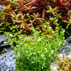 Ultum Nature Systems Micranthemum Monte Carlo Tissue Culture Live Plant for Aquarium, Aquascape, Freshwater Planted Fish Tanks - 100% Snail Free in Vitro