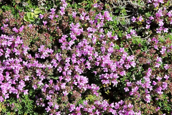 Elfin Thyme Plant - Thymus Minus - World's Smallest Thyme - Live Plant - 3" Pot