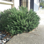 Chef's Choice Rosemary (2 Gallon) Fragrant Lavender - Evergreen Edible Shrub - Live Plant for Cooking & Grilling - Southern Living Plant Collection - Rosemarinus officinalis