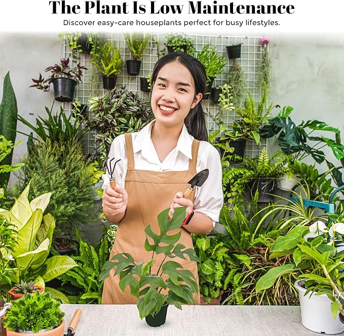 Bumble Plants Rhaphidophora Tetrasperma Mini Monstera 'Ginny' Full Size Live Houseplant | Easy Care, Live Indoor House Plants Fast-Growing Tropical Vine Air-Purifying Houseplant