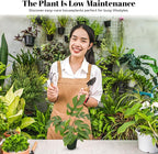 Bumble Plants Rhaphidophora Tetrasperma Mini Monstera 'Ginny' Full Size Live Houseplant | Easy Care, Live Indoor House Plants Fast-Growing Tropical Vine Air-Purifying Houseplant