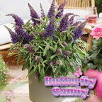 Perfect Plants Butterfly Candy Li'l Grape Butterfly Bush in 1 Gallon Grower's Pot | Live Flowering Shrub with Purple Blooms for Outdoor & Containers | Compact | Attracts Pollinators | Zones 5-10