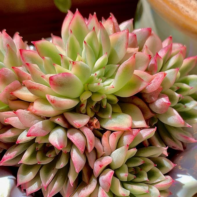 Live Succulent Echeveria Mebina Variegata,3.5 Inches Mini Succulents Plants Live,Bare Root Without Pot Soil,Clustered Live Plants,House Plants for Gift Party Wedding Garden Baby Shower DIY Decor