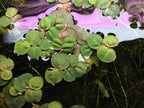 6 Red Root Floater (Phyllanthus Fluitans), Live Aquarium/Aquatic/Floating/ Pond/Beginner Plant, Aquascaping,planted tank ... by G'z