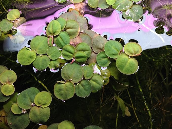 6 Red Root Floater (Phyllanthus Fluitans), Live Aquarium/Aquatic/Floating/ Pond/Beginner Plant, Aquascaping,planted tank ... by G'z