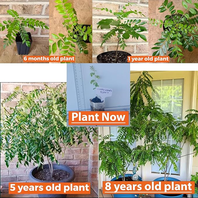 Curry Leaf Plant. Live Plant. Fragrant, Beautiful, Edible. Easy Grow. Indian Cooking Must Have. Murraya Koenigii. (2 Sacs)