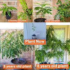 Curry Leaf Plant. Live Plant. Fragrant, Beautiful, Edible. Easy Grow. Indian Cooking Must Have. Murraya Koenigii. (2 Sacs)