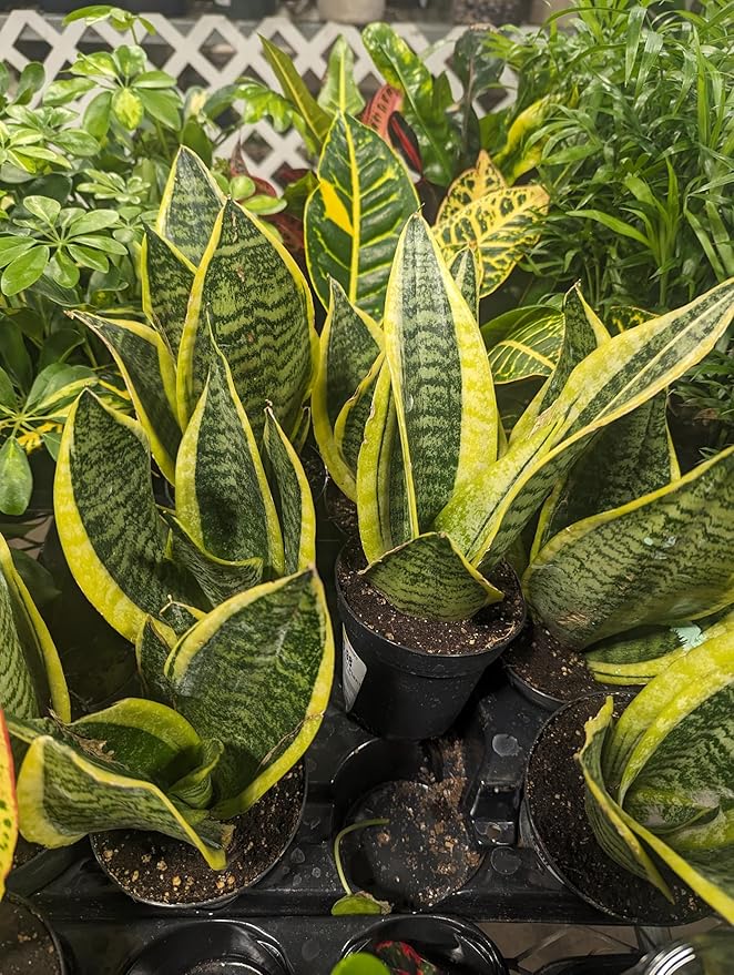 Snake Plant Sansevieria Mother in Law's Tongue Houseplant, Impossible to Kill, Plants for House Decor, Natural Air Purifier 6" Height Rooted from Blissful (Laurentii)