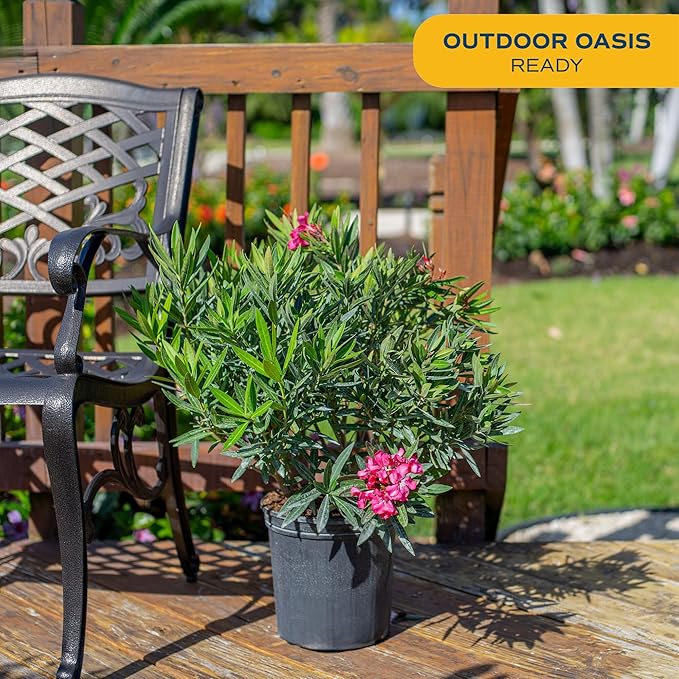 Costa Farms Oleander Live Plant, Bush with Beautiful Flowers in 10-Inch Plant Pot
