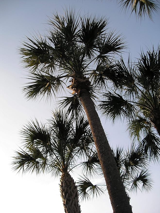 Sabal Palm | Seed Grow Kit | The Jonsteen Company
