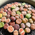 Lithops Random Mix Rare Live Succulent Plants, 30/50/100 Pcs Succulent Live Plant, Bare Root Without Pot Soil, Garden Indoor Office, Friend Plant Lovers Gifts (Normal 100pcs)