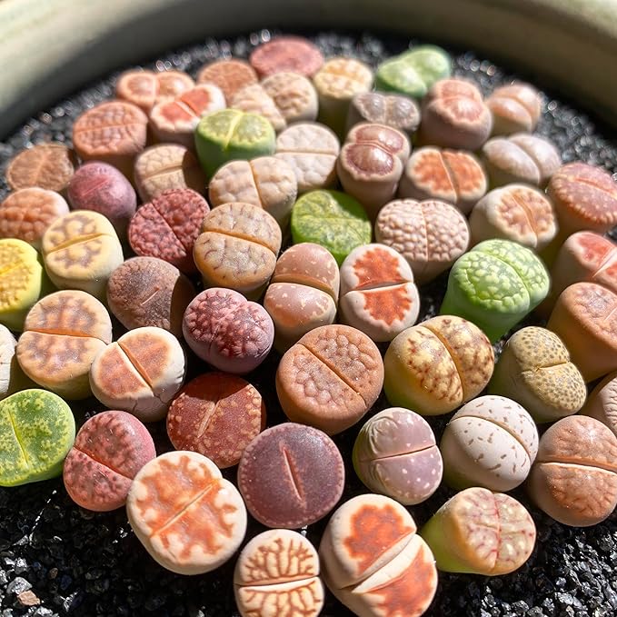 Lithops Random Mix Rare Live Succulent Plants, 30/50/100 Pcs Succulent Live Plant, Bare Root Without Pot Soil, Garden Indoor Office, Friend Plant Lovers Gifts (Normal 30pcs)