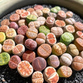 Lithops Random Mix Rare Live Succulent Plants, 30/50/100 Pcs Succulent Live Plant, Bare Root Without Pot Soil, Garden Indoor Office, Friend Plant Lovers Gifts (Normal 30pcs)
