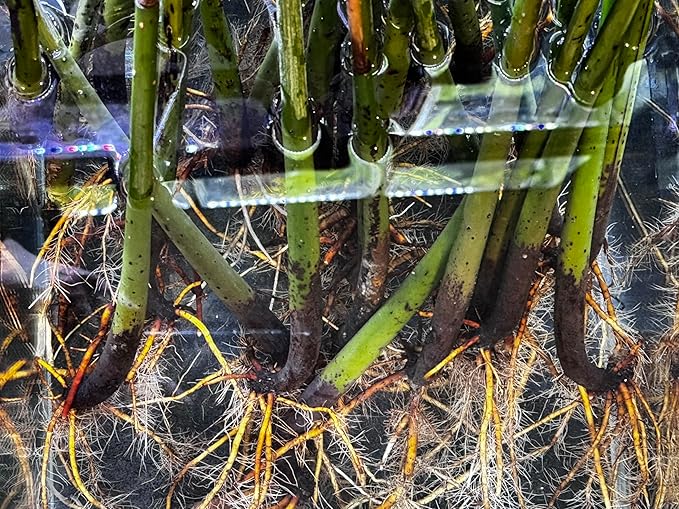 Generic AquaGardens | Red Mangrove - Live Plant (Medium), Green