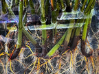 Generic AquaGardens | Red Mangrove - Live Plant (Medium), Green