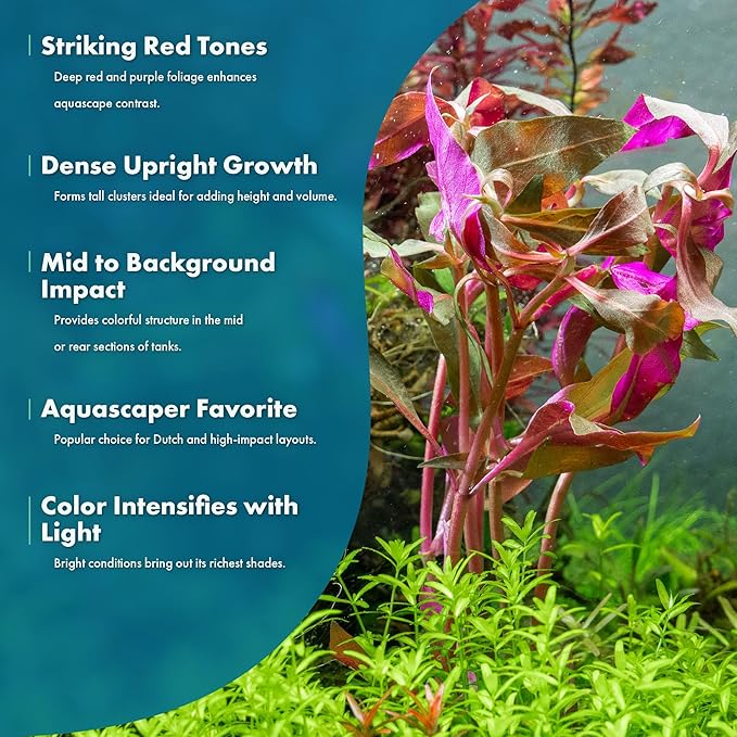 SubstrateSource Live Aquarium Red Stem Plants - Freshwater Aquatic Plant for Fish Tanks, Aquascaping - (Alternanthera Reineckii Rosaefolia, 1 Bunch)