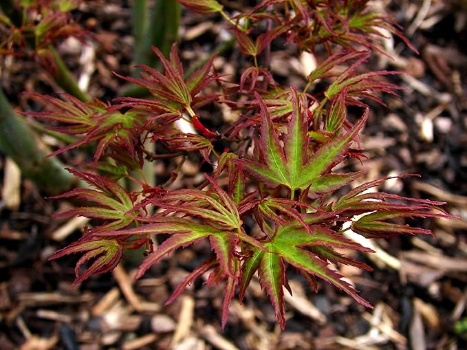 Kamagata Japanese Maple 1 - Year Live Tree